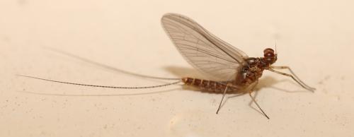 Réf. 282 694 : Cloeon dipterum